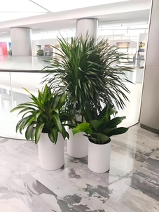 宁波花卉出租价格